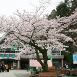 【桜の見頃だよ】高尾山にみんなで登ろう！！～